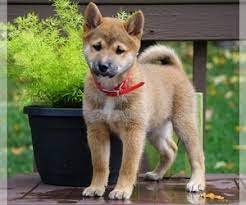 Say hello to these extremely adorable, fun, and charming shiba inu puppies! View Ad Shiba Inu Puppy For Sale Near Ohio Fredericksbg Usa Adn 219381