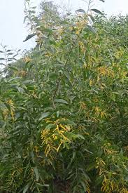 Image result for Acacia auriculiformis