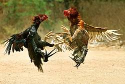 Komunitas wa sabung ayam ini merupakan salah satu dari sekian banyaknya komunitas penghobi. Category Cockfighting Wikimedia Commons