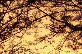 Image result for Decorsea schlechteri