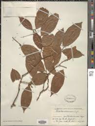 Image result for Rinorea angustifolia