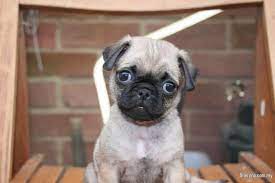 Find dogs and puppies for sale, near you and across australia. Baby Pug For Sale Available In Few Different Colour Pets For Sale In Bukit Bintang Kuala Lumpur Sheryna Com My Mobile 716623