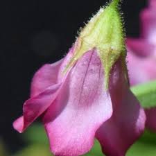 Image result for Hermannia kirkii