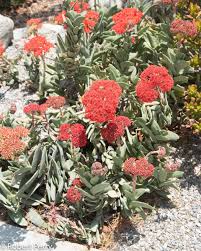 Image result for Crassula perfoliata