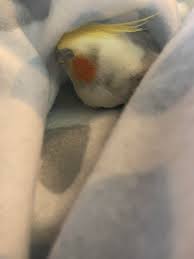 Snuggle buddy blankets are 11 x 11. Clementine Is My Snuggle Buddy She Loves To Snuggle Up In A Blanket And Take Naps Cockatiel