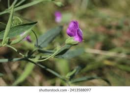 Image result for Lathyrus hirsutus