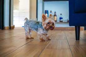 What is the life expectancy of a teacup yorkie? Yorkie Sizes Giant Standard And Teacup Yorkshire Terriers Pethelpful