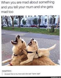 76 Top Tumblr Posts Page 19 Of 25 Funnynhumor Funny Animal Memes Best Funny Photos Funny Animals