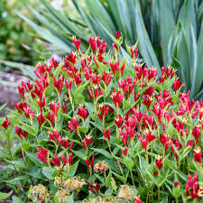 Image result for Spigelia