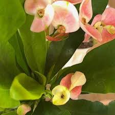 Image result for Euphorbia zambesiana