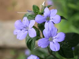 Image result for Barleria obtusa