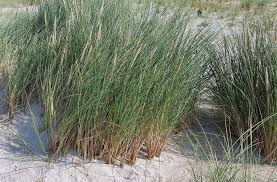 Garten anlegen mit hochwertigen produkten. Gewohnlicher Strandhafer Im Garten So Pflanzen Und Pflegen Sie Das Sussgras
