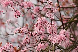 Golositalia dal 22 al 26 febbraio 2021 a brescia (bs). Cosa Fiorisce A Febbraio