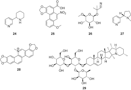 Image result for Cyphostemma heterotrichum