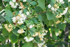 Image result for Dombeya lastii