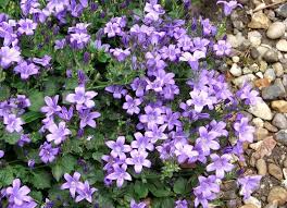 This handsome border is neatly tucked away between a privacy fence and a retaining wall alongside a busy street. 43 Best Perennials Flowers For Full Sun Borders And Shade