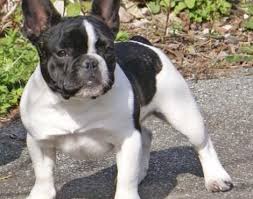 We did not find results for: French Bulldog Animals A Z Animals Animal Facts Information Pictures Videos Resources A French Bulldog French Bulldog Pictures French Bulldog Puppies