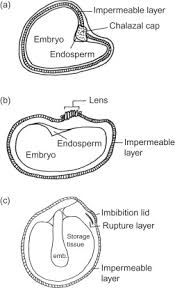 Image result for Rhynchosia micrantha