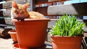 We did not find results for: Catnip Why Is It Driving Your Cat Crazy Purina