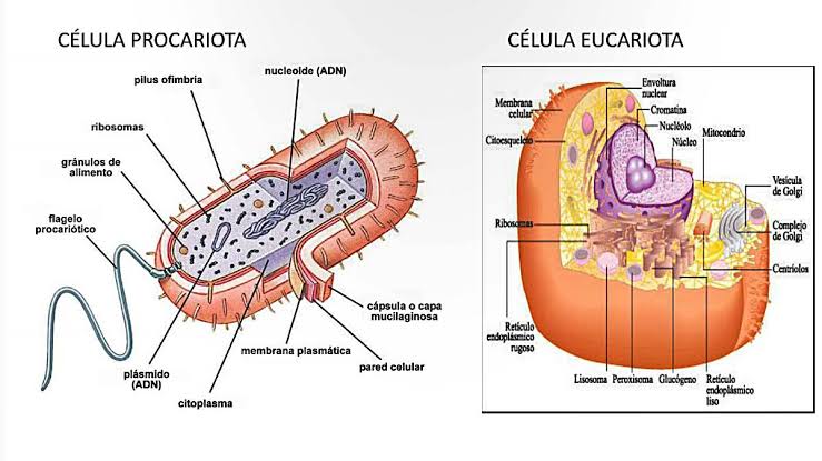 Resultado de imagen para celula eucariota y procariota"