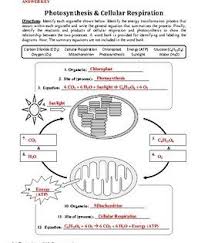 Introduces the process of extracting energy from glucose. Pin On 5Âºbb