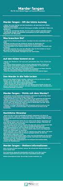 Pin Von Christian Elmshorn Auf Infografik Marder Marder Vertreiben Marder Locken Machen