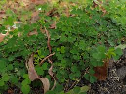 Image result for Grona triflora