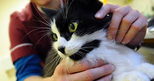 But that depends on sticking to your pill schedule to keep your hormone levels where they need to be to block conception. Toxocara Cati In Cats And Humans International Cat Care