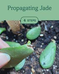 Propagating Jade Video Video Jade Plants Propagating Plants Propagate Succulents From Leaves