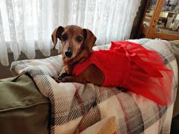 Legal guardianship is another way to provide a child. Diamond Dogs Rescue Wisconsin Publications Facebook