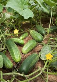 Cucumber Wikipedia