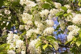 Fiori a grappoli giallo verdognoli maggiociondolo proprio dai fiori delle resede si ricava un colorante giallo e se mischiato alla pianta di guado محبوب الجماهير أوزوالد الالتهاب الرئوي fiori giallo verdognoli a grappolo. Fiori Giallo Verdognoli A Grappolo