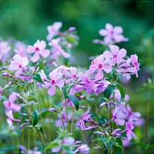 Bold Woodland Garden Plan Southern Garden Plants Native Plants
