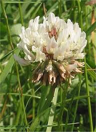 Image result for Trifolium wentzelianum