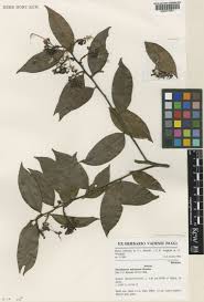 Image result for Dactyladenia