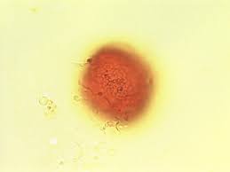 Image result for Psydrax subcordata