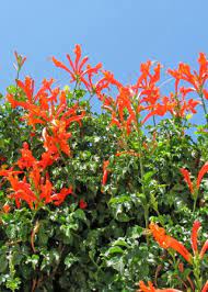 Check spelling or type a new query. Cochise County Master Gardeners Growing Connecting Educating Gardening And Landscaping On The High Desert