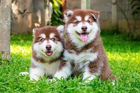 Alaskan Malamute Price Range Alaskan Malamute Puppies Alaska Dog Malamute Puppies