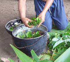 Shamanic Drug Ayahuasca Rapidly Improves Severe Depression Symptoms First Randomised Clinical Trial Finds