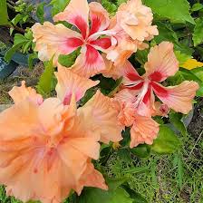 Image result for Hibiscus platycalyx