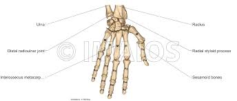 Download the free pdf underneath and see how you go. Upper Limb Anatomy