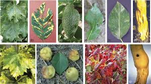 Image result for Grapevine leafroll virus