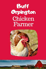 Declining numbers were halted and reversed by backyard chicken enthusiasts such as. Amazon Com Buff Orpington Chicken Farmer I Love My Backyard Chickens This Backyard Chicken Notebook Or Journal Makes A Great Gift For Pet Chicken Hobbyists Farmers Or Any Eggtivist 9781073082100 Cluxx Publishing Books