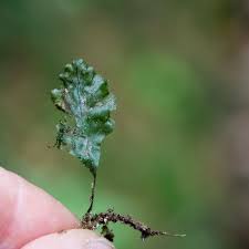 Image result for Didymoglossum erosum