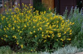 Image result for Broom Yellow 2018 Fleet