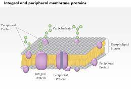 Thereby, the removal of peripheral proteins is easier than integral proteins. 0614 Integral And Peripheral Membrane Proteins Medical Images For Powerpoint Powerpoint Presentation Designs Slide Ppt Graphics Presentation Template Designs