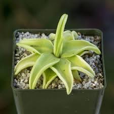 Insektenfang.com | domain for sale. Pinguicula Lutea Alchetron The Free Social Encyclopedia