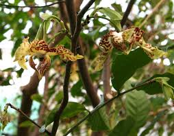 Image result for Monodora junodii