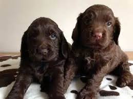 Black And Brown Cocker Spaniel Puppies For Sale Chocolate Cocker Spaniel Puppies Swadlincote Derbyshire Chocolate Cocker Spaniel Cocker Spaniel Puppies Spaniel Puppies