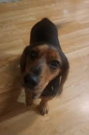 Lost and Found Pets of the Pinebelt